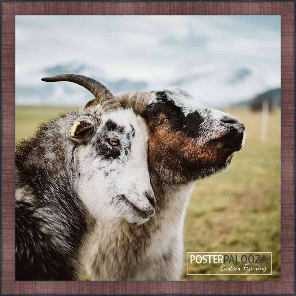 26x26 Traditional Cherry Complete Wood Square Picture Frame with UV Acrylic, Foam Board Backing, & Hardware