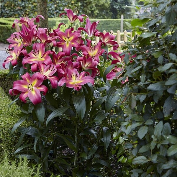 Van Zyverden Lilies Mammoth Tall Lilies Empoli Set of 7 Bulbs