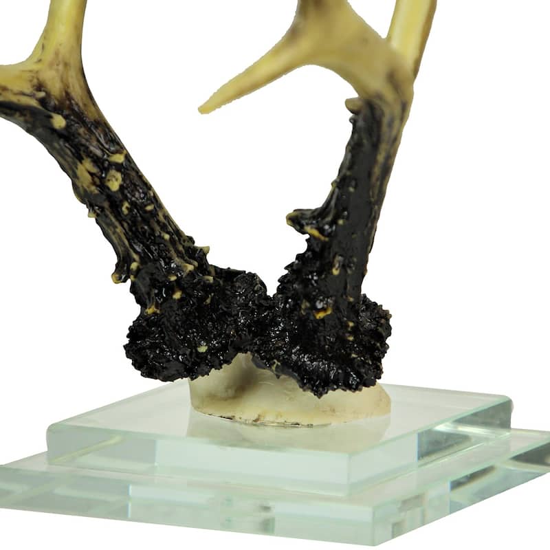 Alpine Chamois Horns Replica Glass Backed Wall Hanging