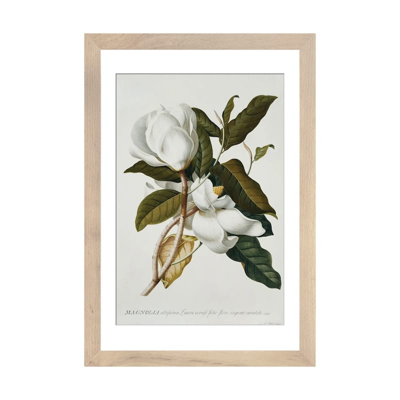 iCanvas "Magnolia," by Georg Dionysius Ehret - Natural - 24x16x1