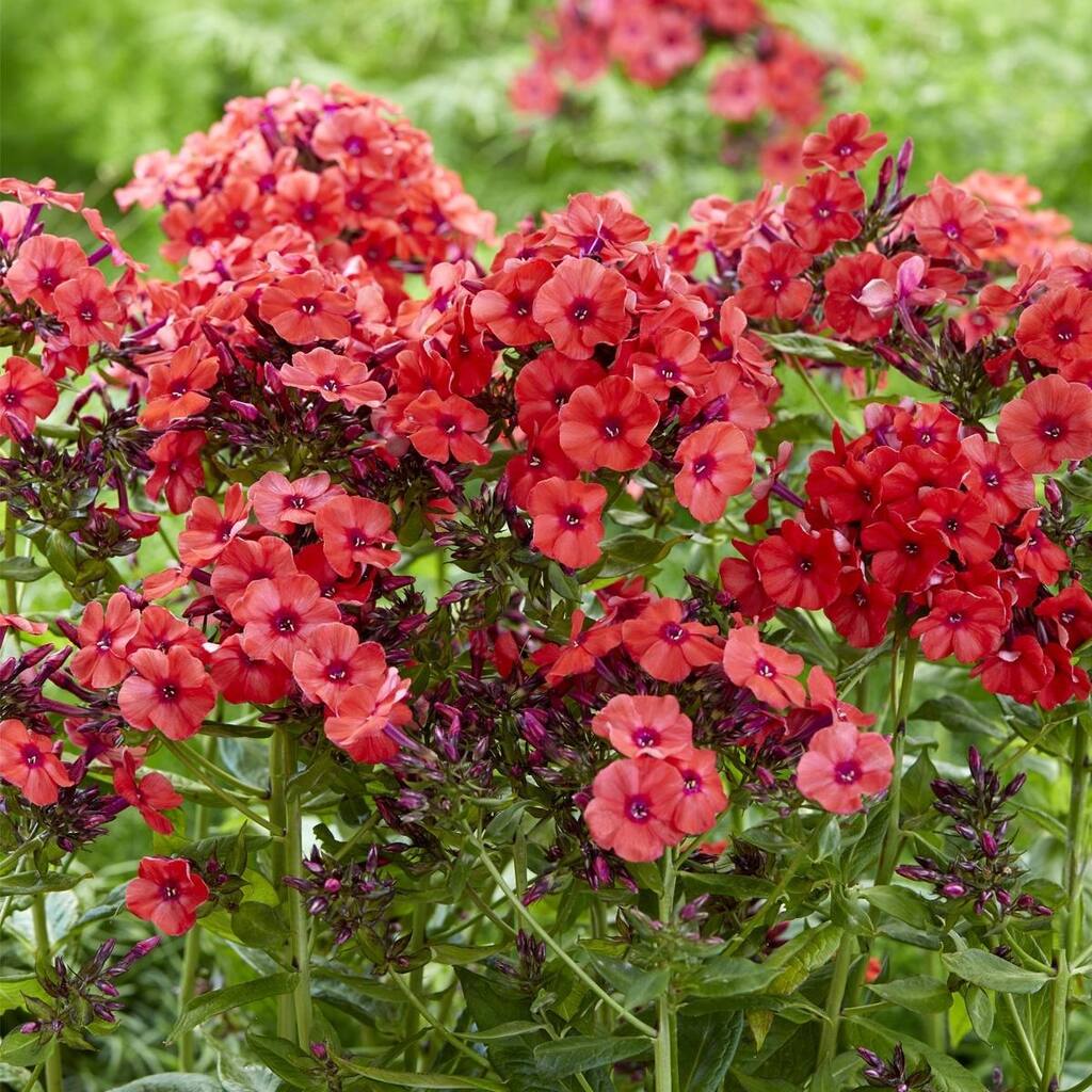 Van Zyverden Tall Phlox Paniculata Orange Perfection Set of 5 Roots