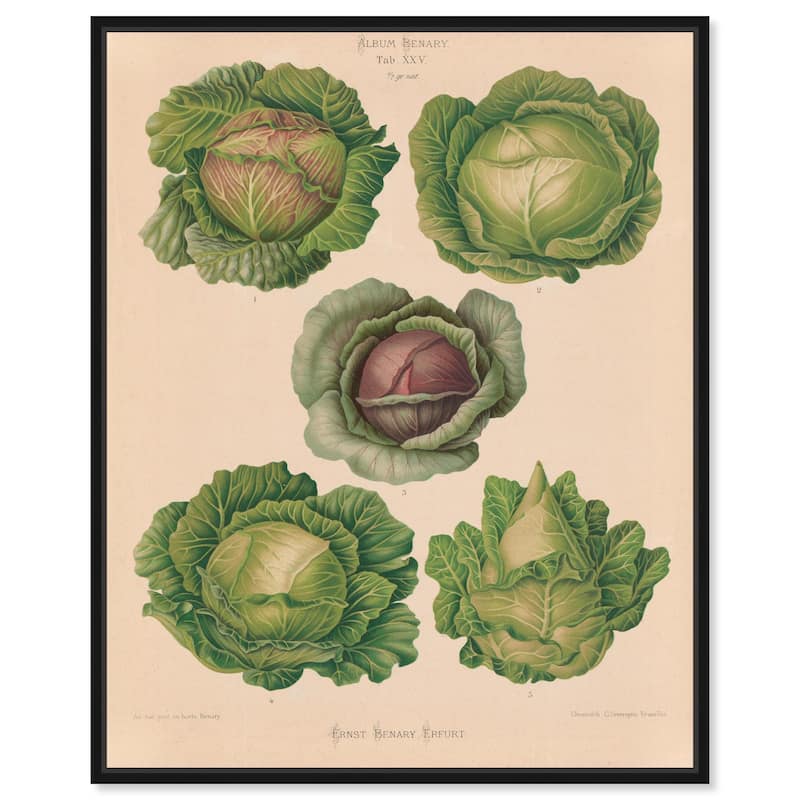 Cabbages by Benary 1876 Canvas by Art Remedy - Black - 20" x 24"