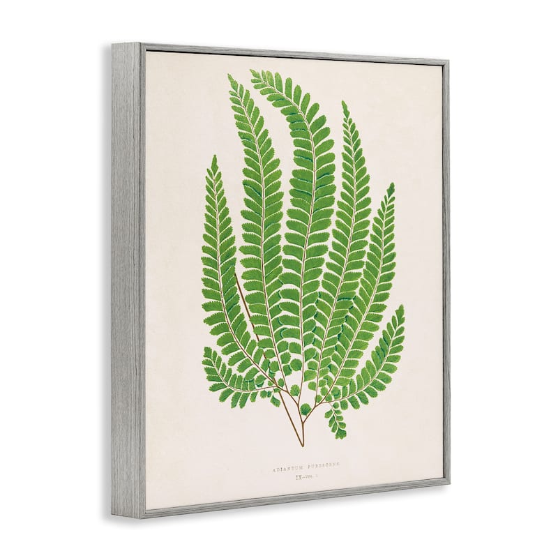 Stupell Cottage Ferns Study Framed Giclee Art Design By Phillipa Katz