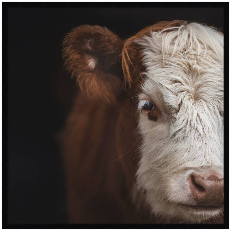 Kate and Laurel Cow Close by Emiko and Mark Franzen F2 Images Framed Wall Art Print - 33 x 33 - Black