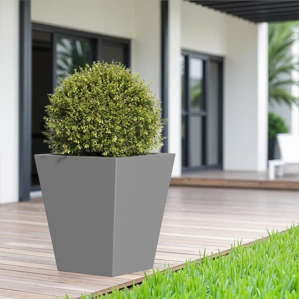 dracaena giganta Dracaena Giganta, 10 pot