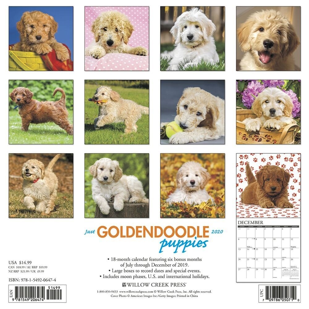 Shop Calendars Just Goldendoodle Puppies Wall Calendar With High
