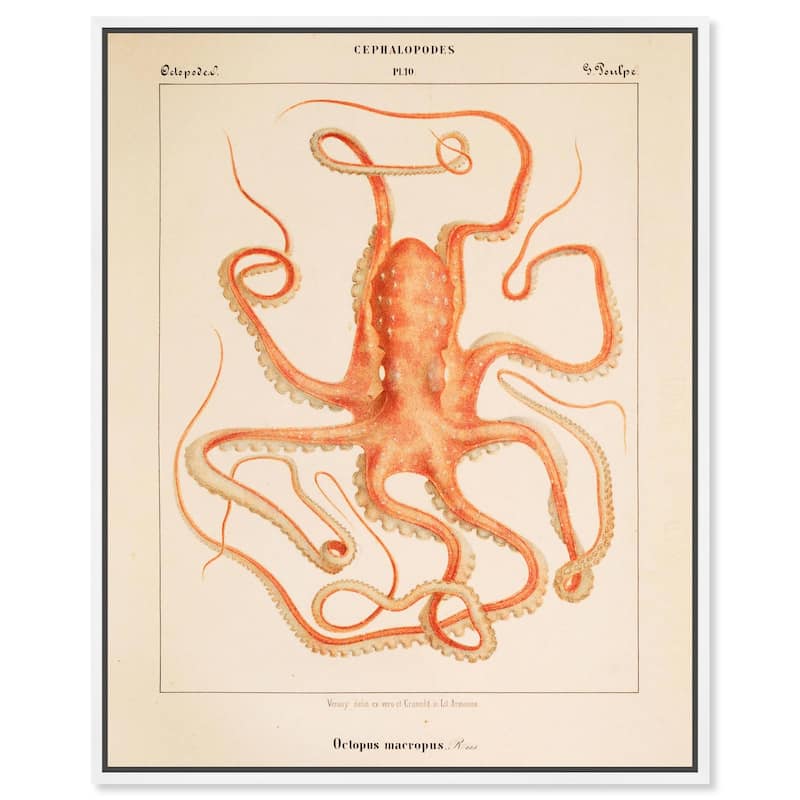 Verany The Octopus 1815 I Canvas by Art Remedy - 24" x 30" - White