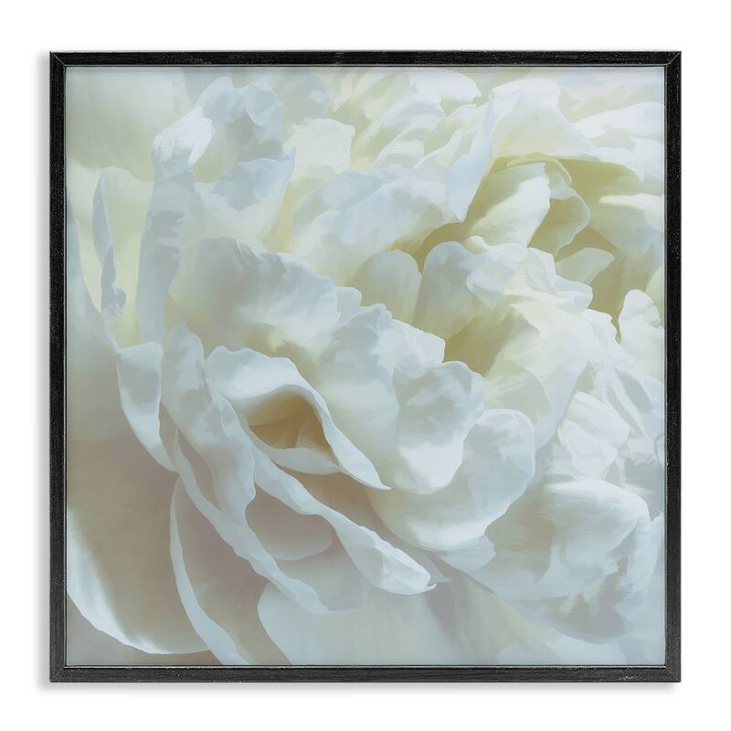 Stupell Elegant White Petals Framed Giclee Art Design By David Pollard - 12 x 12 - Black