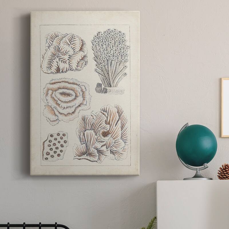 Antique White Coral I Premium Gallery Wrapped Canvas - Ready to Hang