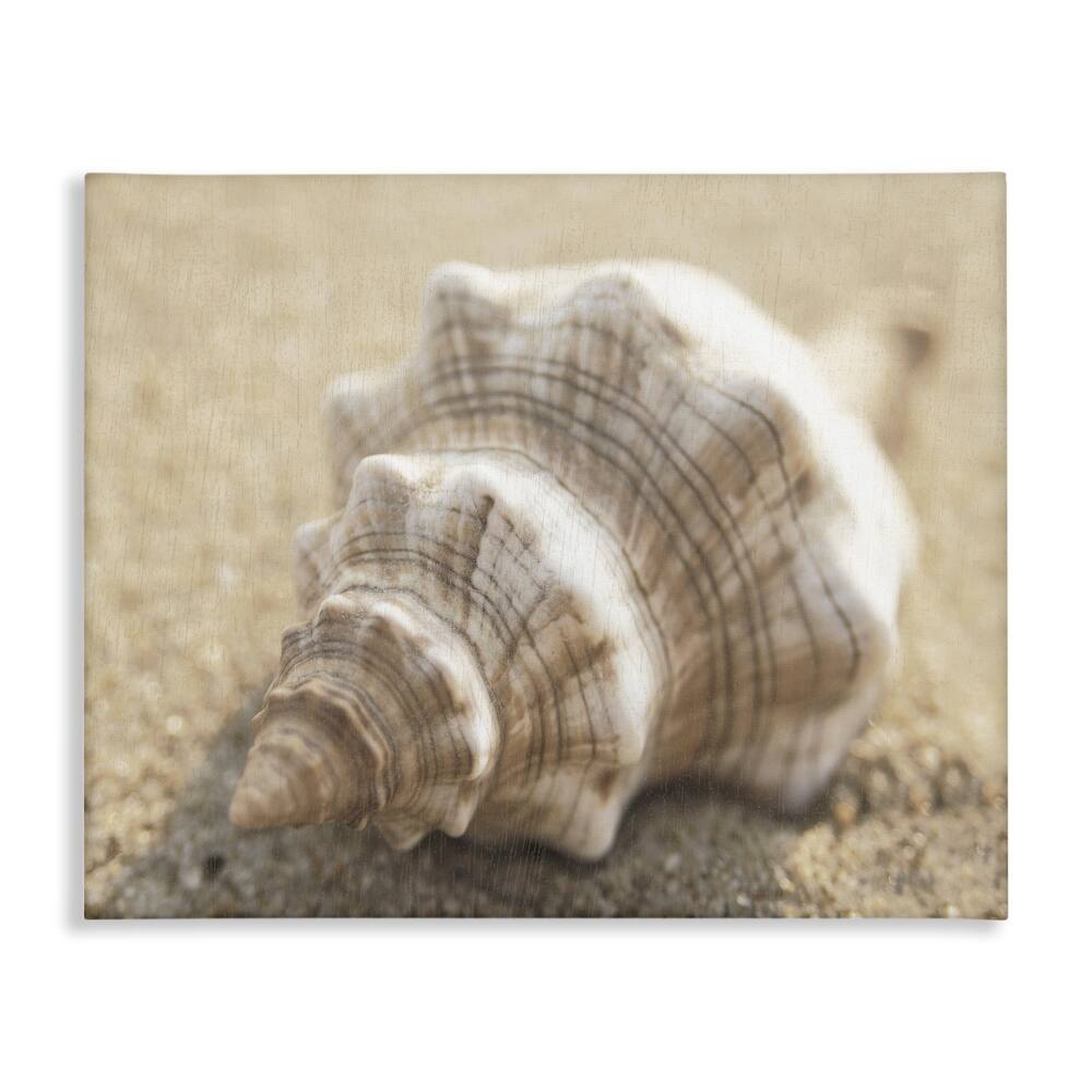 Stupell Neutral Tone Conch Shell Canvas Wall Art Design By Dora Rotondella