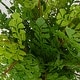 preview thumbnail 3 of 1, Uttermost Maidenhair Fern In Oxidized Container