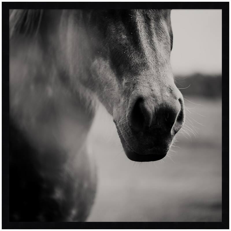 Kate and Laurel Horse Like Velvet by Laura Evans Framed Wall Art Print - 25 x 25 - Black