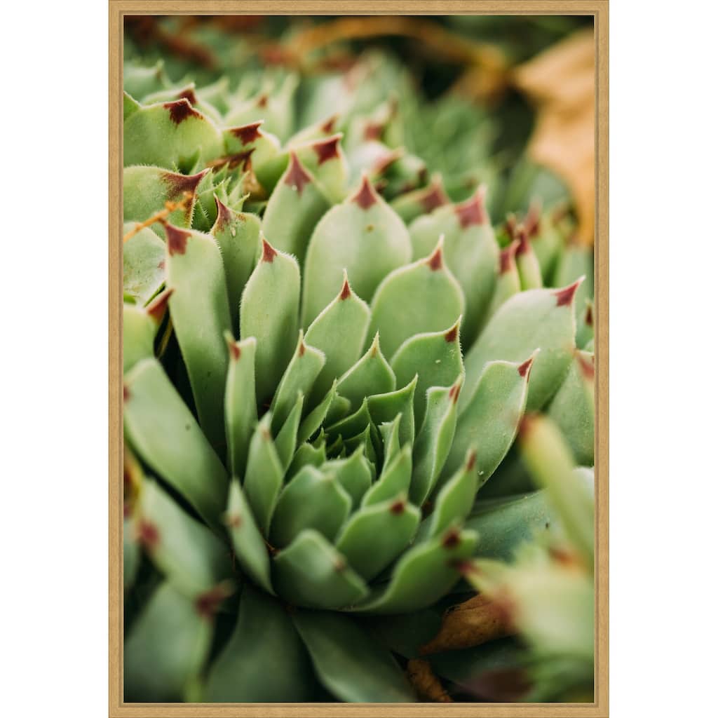 Succulent Whorl by Javier Pardina Framed Canvas Wall Art Print - Sylvie Bright Gold