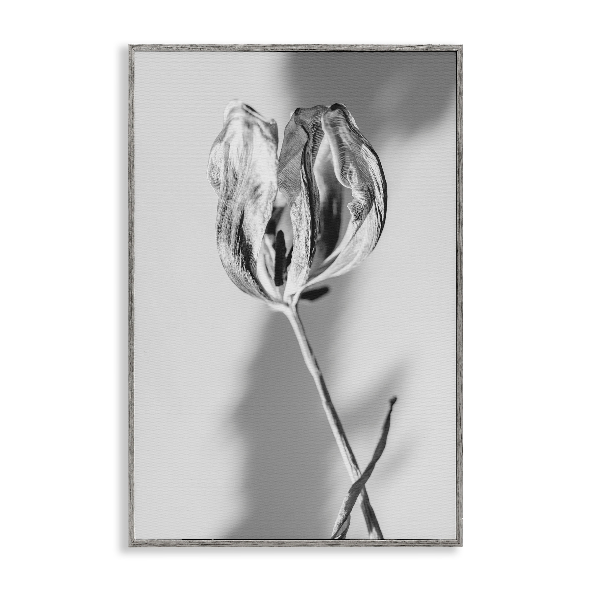 Stupell Pale Requiem Tulip Framed Giclee Art Design By Amy Carroll