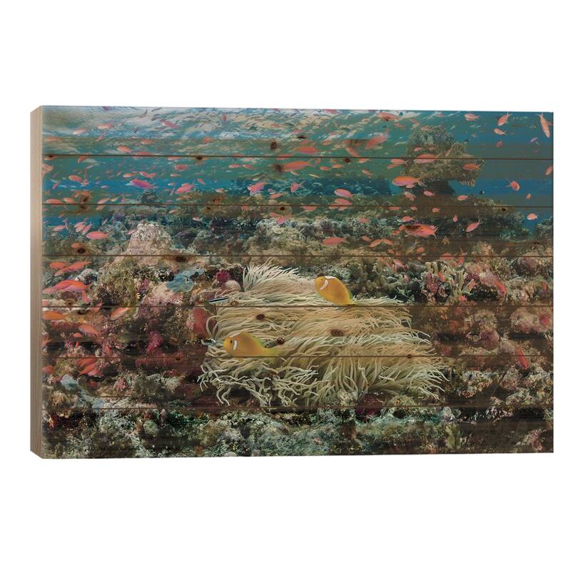 South Pacific, Solomon Islands. Reef of fish and corals. Print On Wood by Jaynes Gallery - Multi-Color - 26x40x1.5