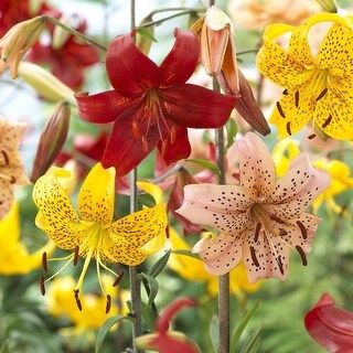 Lilyページ Zelmira Orienpet Hybrid Lily – The Lily Pad Bulb Farm その他