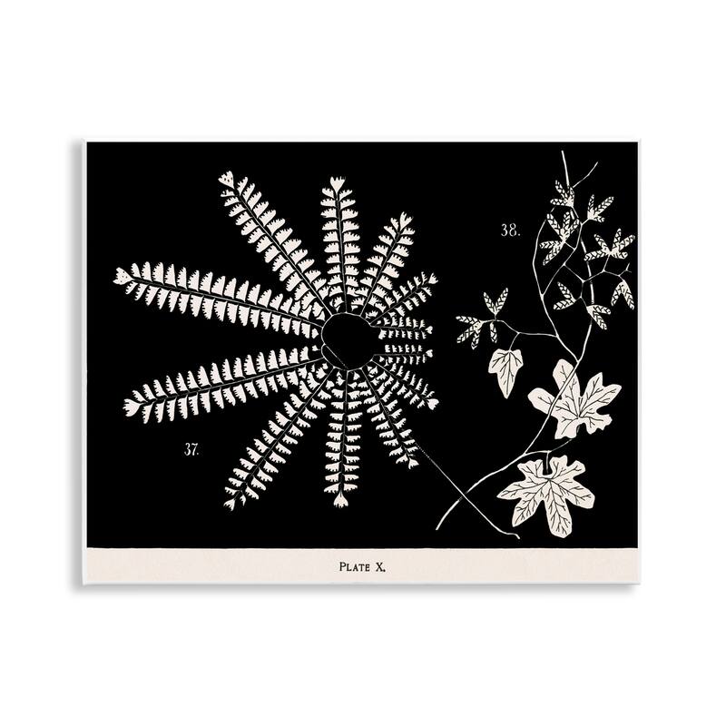 Stupell Ferns & Leaves on Black Wall Plaque Art Design By Phillipa Katz - 14 x 11
