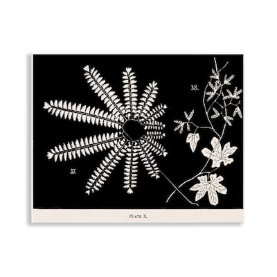 Stupell Ferns & Leaves on Black Wall Plaque Art Design By Phillipa Katz