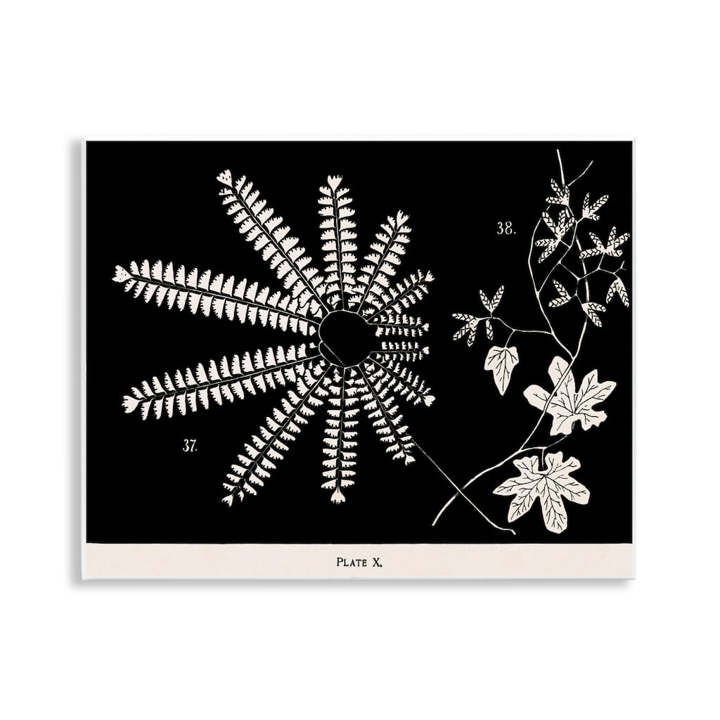 Stupell Ferns & Leaves on Black Wall Plaque Art Design By Phillipa Katz