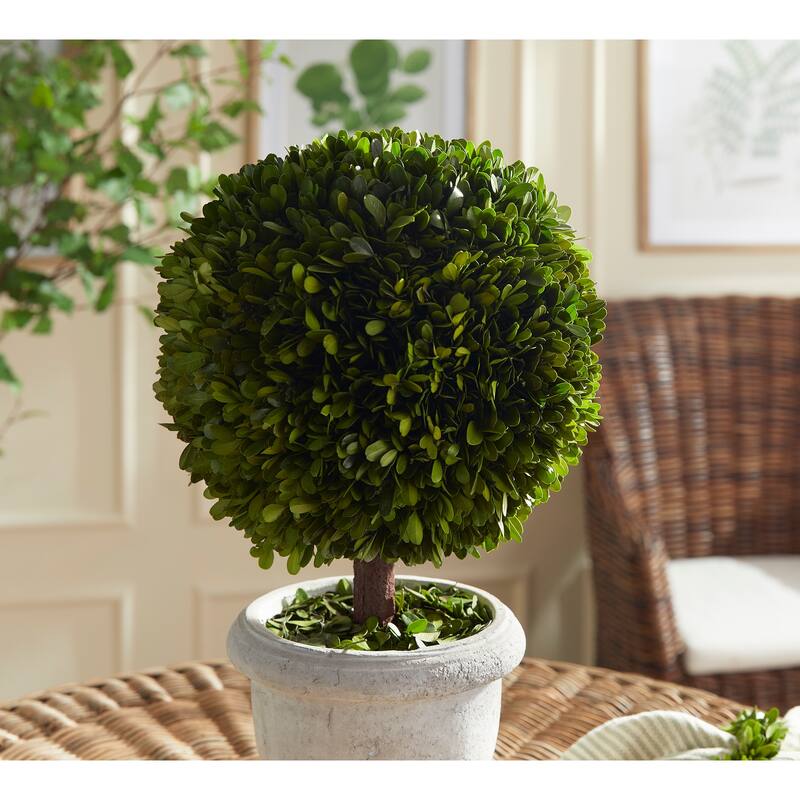 Boxwood Single 11" Ball Topiary In Pot - Green