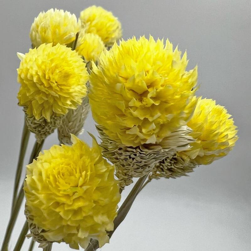 Bundle of 4 Dried Gomphrena Globosa, 22-24" long ,16 pcs/bunch - 22-24 inch