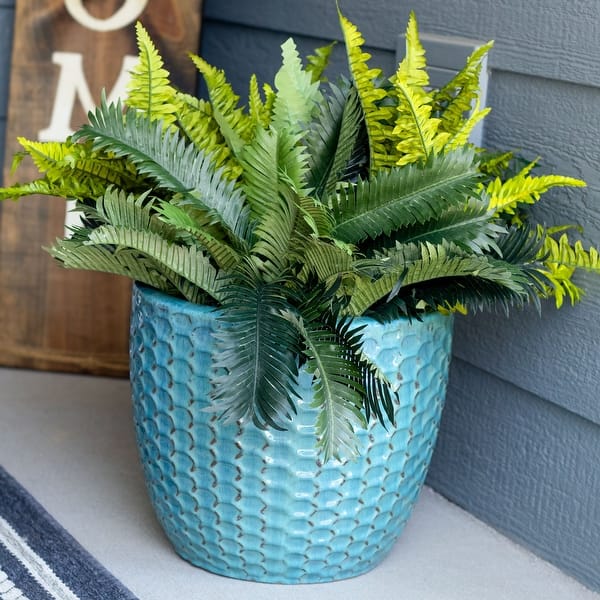aglaonema and pets Aglaonema Silver Bay