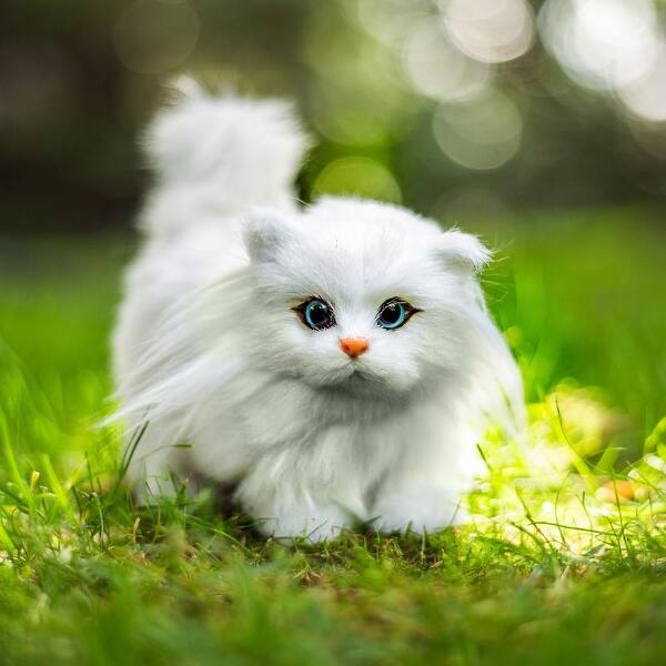 Shop 18 Inch Doll Pet Accessory Truly Adorable Realistic White Furry Blue Eyed Kitty Cat Compatible Sized For American Girl Dolls Overstock 29737612