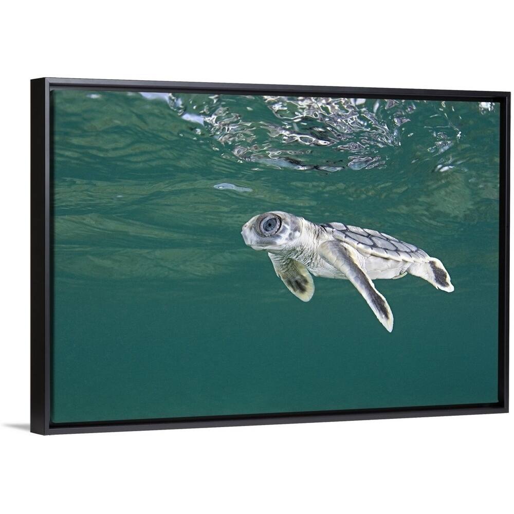 Australian Flatback Sea Turtle - Multi