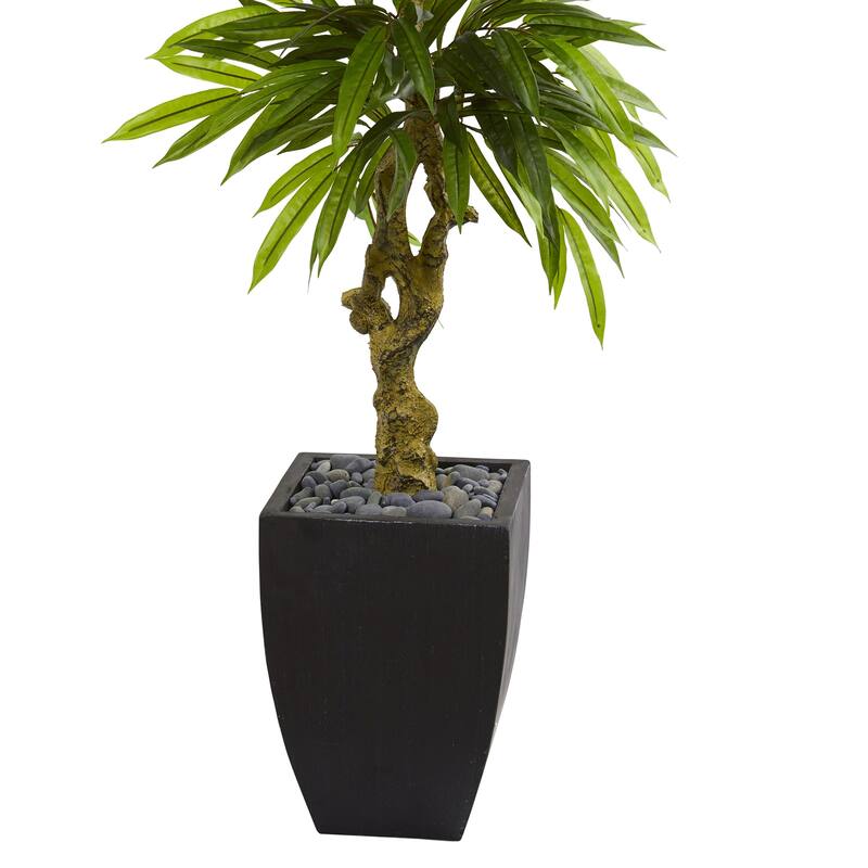 5.5ft Mango Artificial Tree in Black Wash Planter with UV Resistant Green Leaves and Gnarled Trunk for Modern Spaces