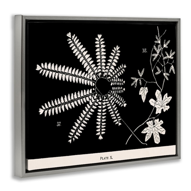 Stupell Ferns & Leaves on Black Framed Floater Canvas Wall Art Design By Phillipa Katz