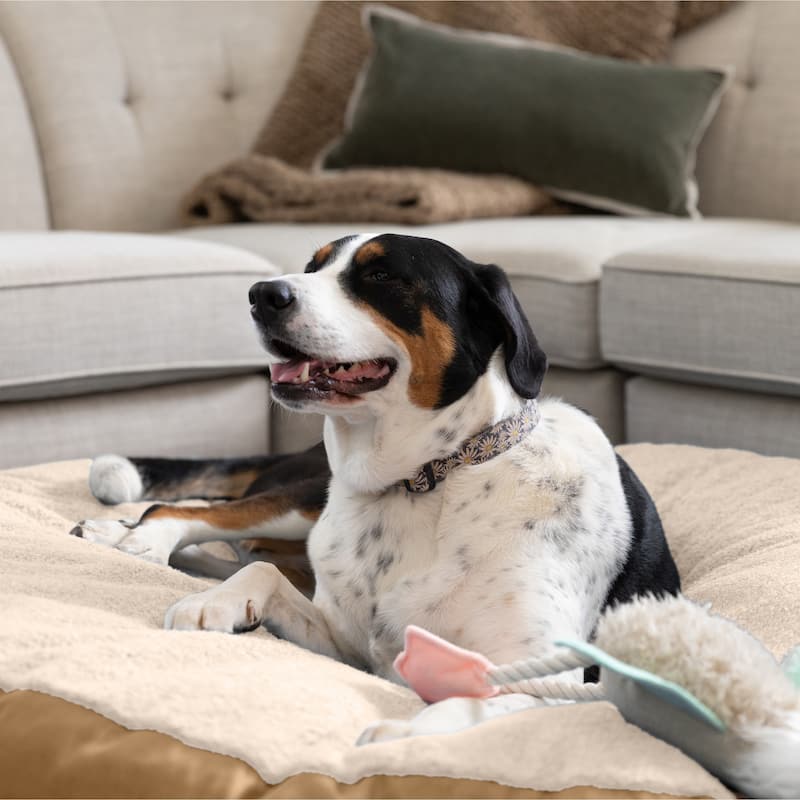 Jaxx Robbi Dog Bed Premium Synthetic-Fur Memory Foam Bean Bag Bed