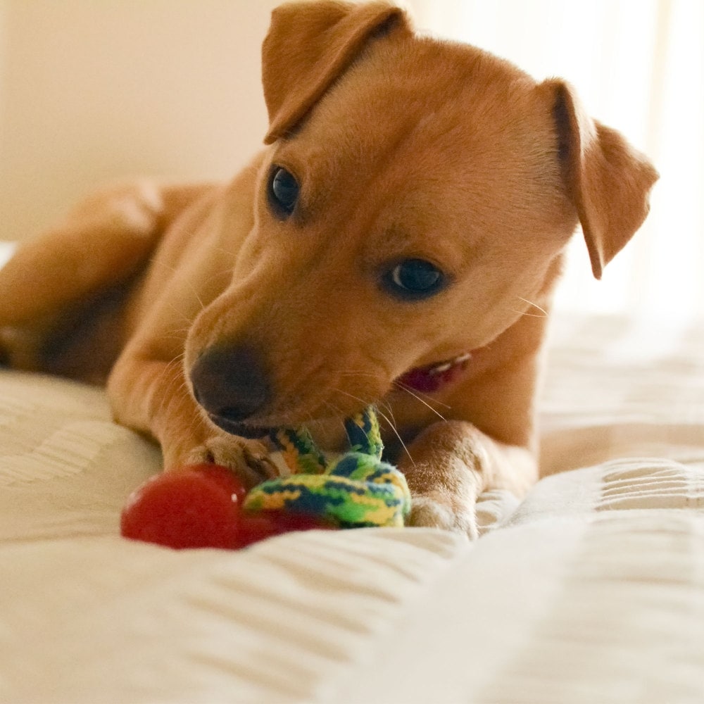Bed bath and beyond dog toys hot sale