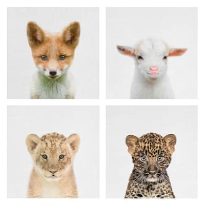 Baby Fox Square, Baby Goat, Baby Lion, Leopard by Tai Prints Canvas Art Prints