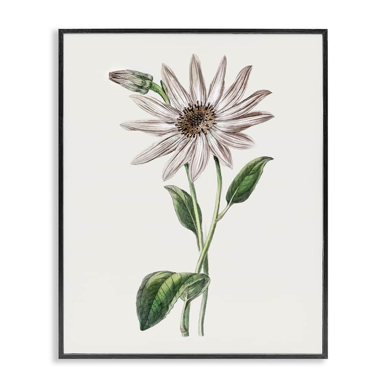 Stupell Vintage Mum Sprig Framed Giclee Art Design By CAD Designs - 16 x 20 - Black