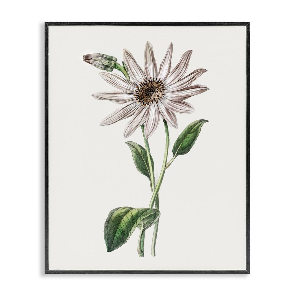 Stupell Vintage Mum Sprig Framed Giclee Art Design By CAD Designs