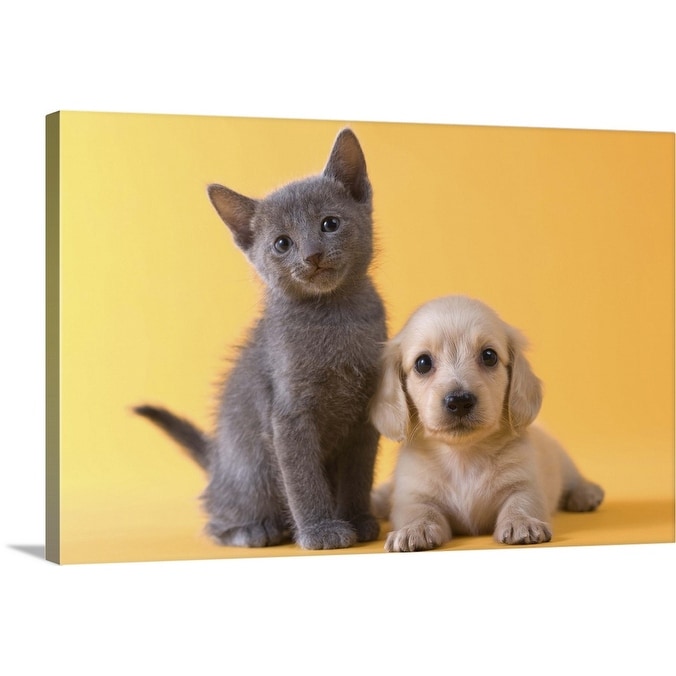 Shop Russian Blue Kitten And Dachshund Puppy Canvas Wall Art