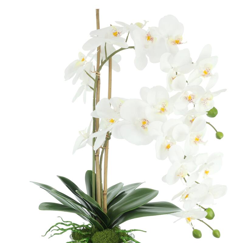 Orchids Arranged in Glass Vase with Moss - 26