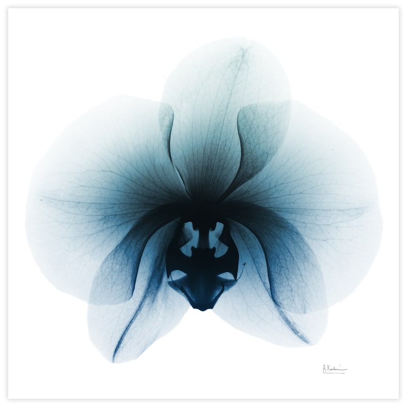 "Glacial Orchid" Frameless Free Floating Tempered Glass Panel Graphic Wall Art