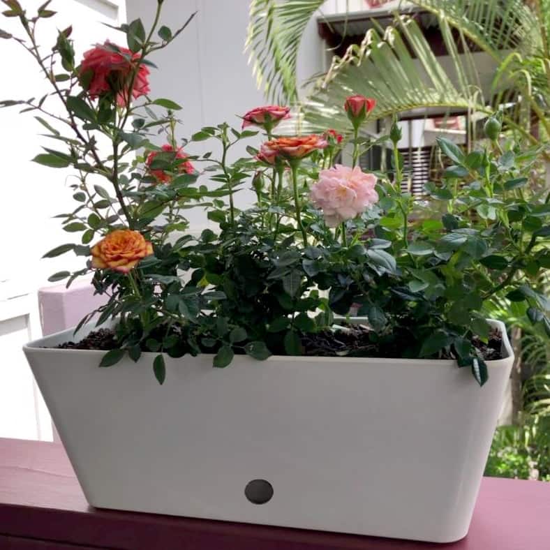 16" Rectangular Indoor/Outdoor Self-Watering Bamboo Planters