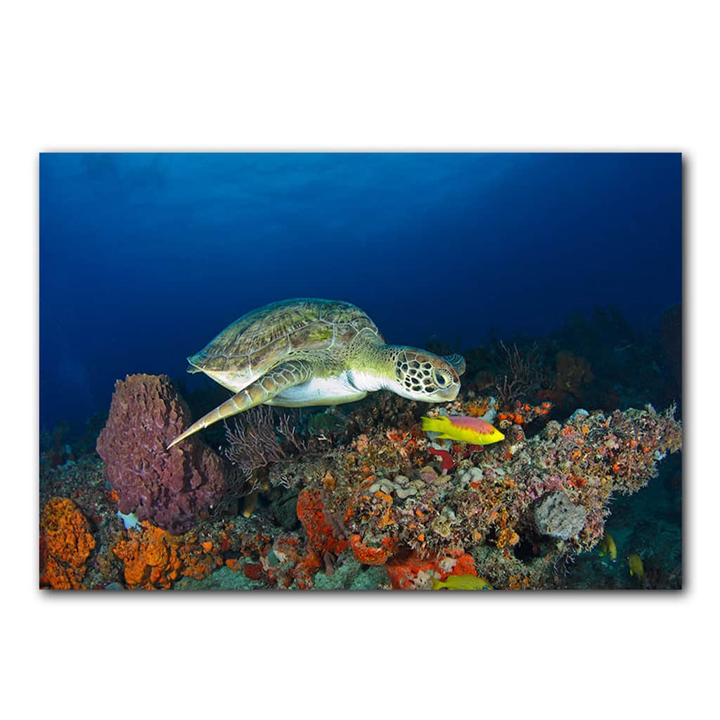 Ready2HangArt 'Turtle' Wrapped Canvas Wall Art
