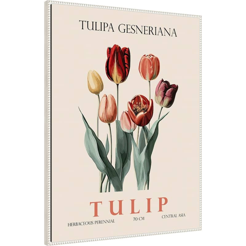 Vintage Botanical Tulip Illustration by Christopher Giampietro Framed Canvas Wall Art Print