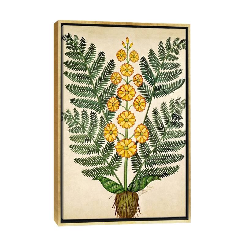 iCanvas "Fern with yellow flowers, plate from a seed merchants in Oisans " by French School Framed - Gold - 26x18