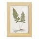 preview thumbnail 20 of 138, Nature Printed Ferns IX -Framed Print w/glass-Cherry Red 4x6 - Natural