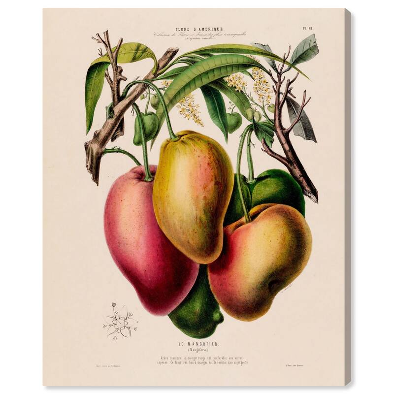 Mangoes by Etienne Denisse Canvas by Art Remedy, Gallery Wrapped - 16" x 20"