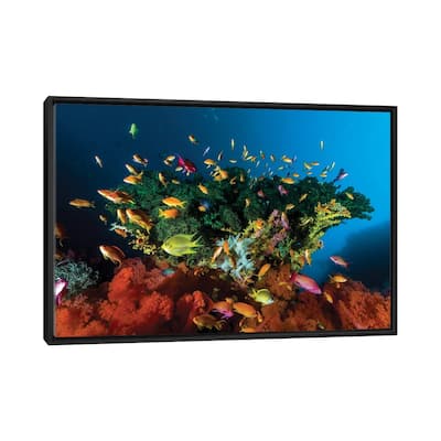 iCanvas "Reef Scene With Anthias Fish, Cebu, Philippines" by Bruce Shafer Framed