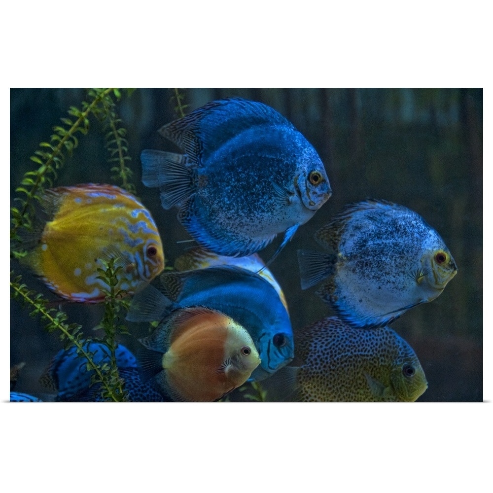 Discus Suppliers sevenlink .br