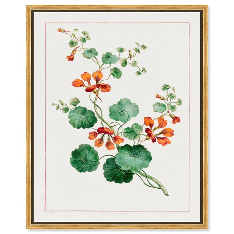 Nasturtium (1788) Canvas by Art Remedy - Gold - 36" x 45"