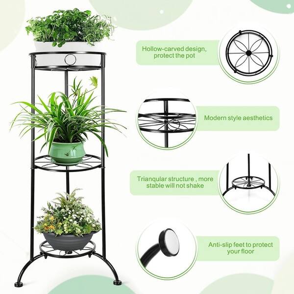 buy money plant Buy Chinese Money Plant - Pilea peperomioides