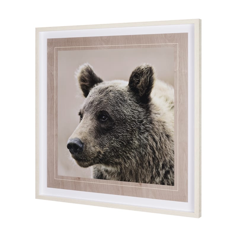 Bear Focus - Hush Framed Art Print