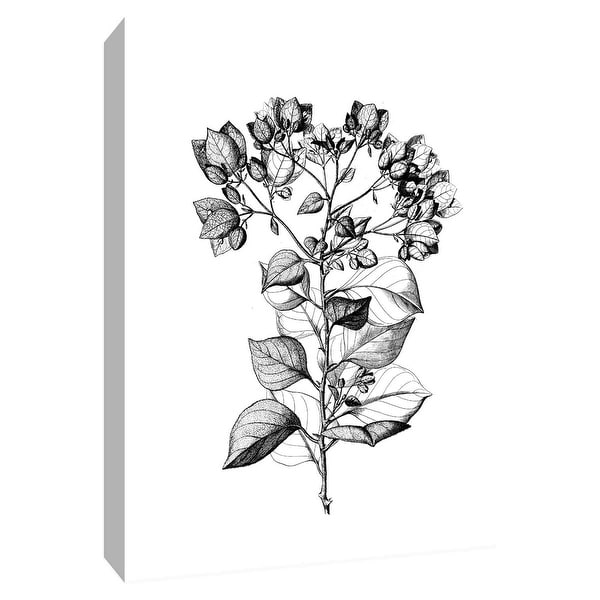 PTM Images 9-148716 PTM Canvas Collection 10" x 8" - "Botanical Black and White I" Giclee Flowers Art Print on Canvas